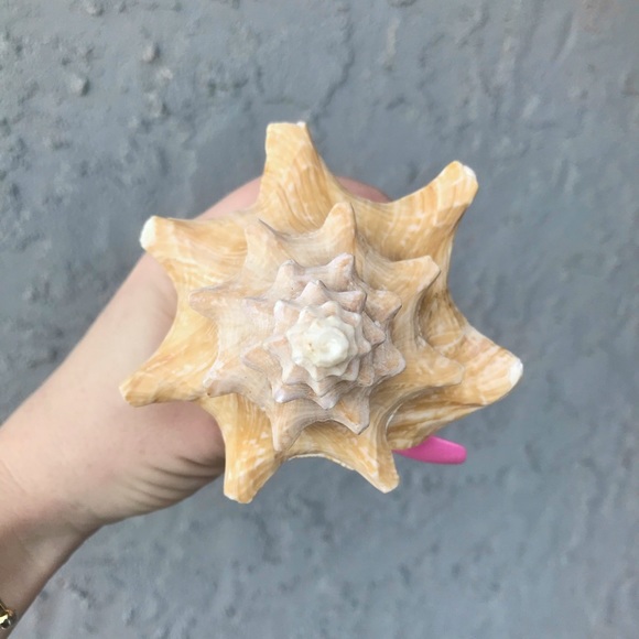 Pink Queen Conch Shell 🐚💗 - Picture 5 of 8